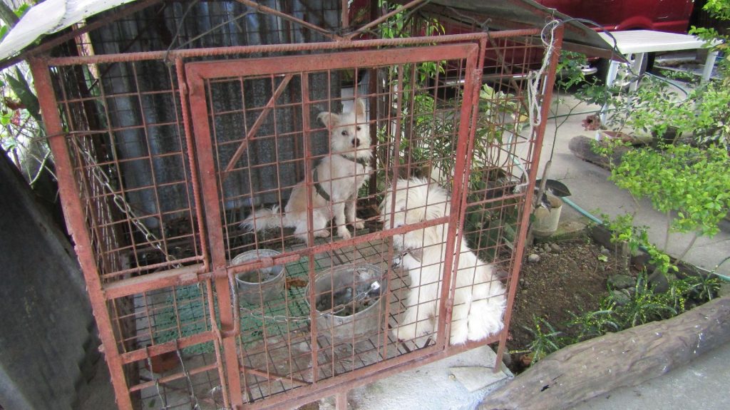 These cute dogs man the entrance gate.