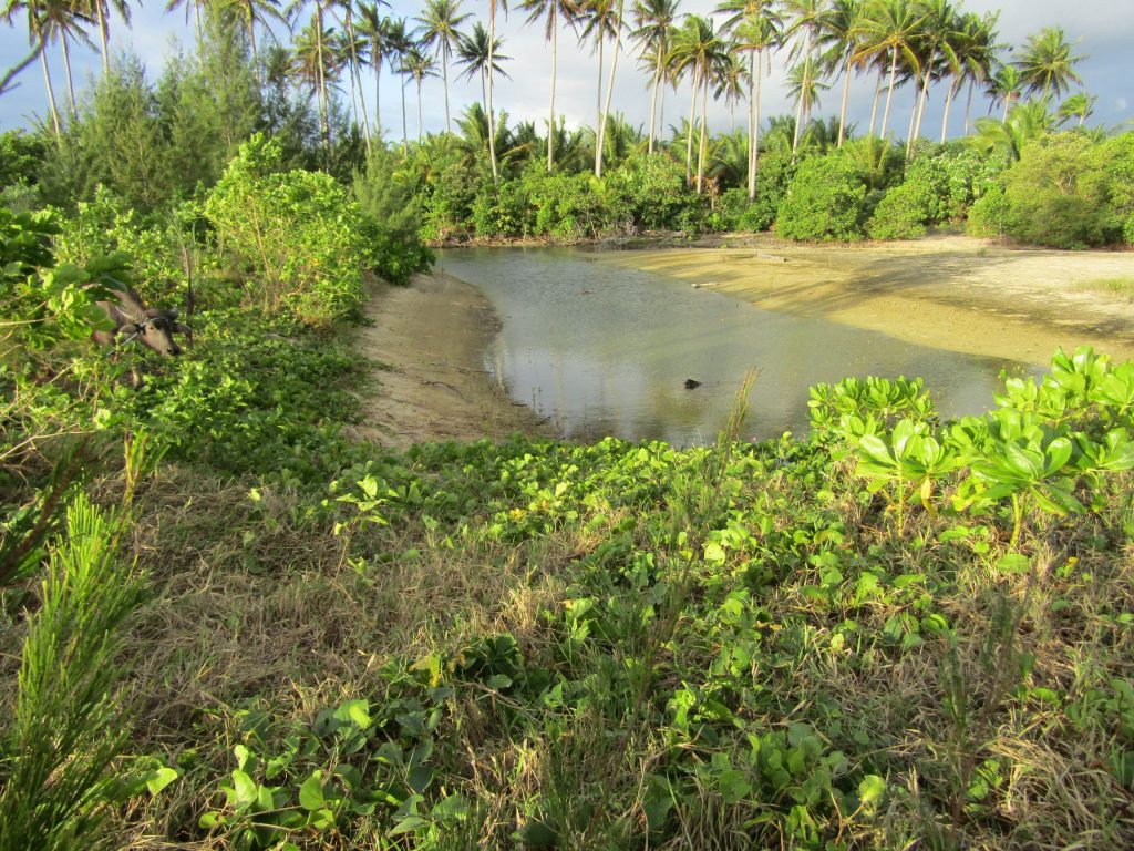 The "hidden" swimming pool. Can you spot the 'carabao' (water buffalo)?
