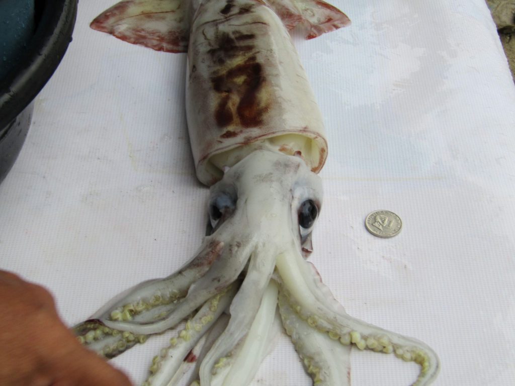 Aling Baby turned this giant squid into "adobong pusit" (stewed squid) for our Tuesday night's dinner.