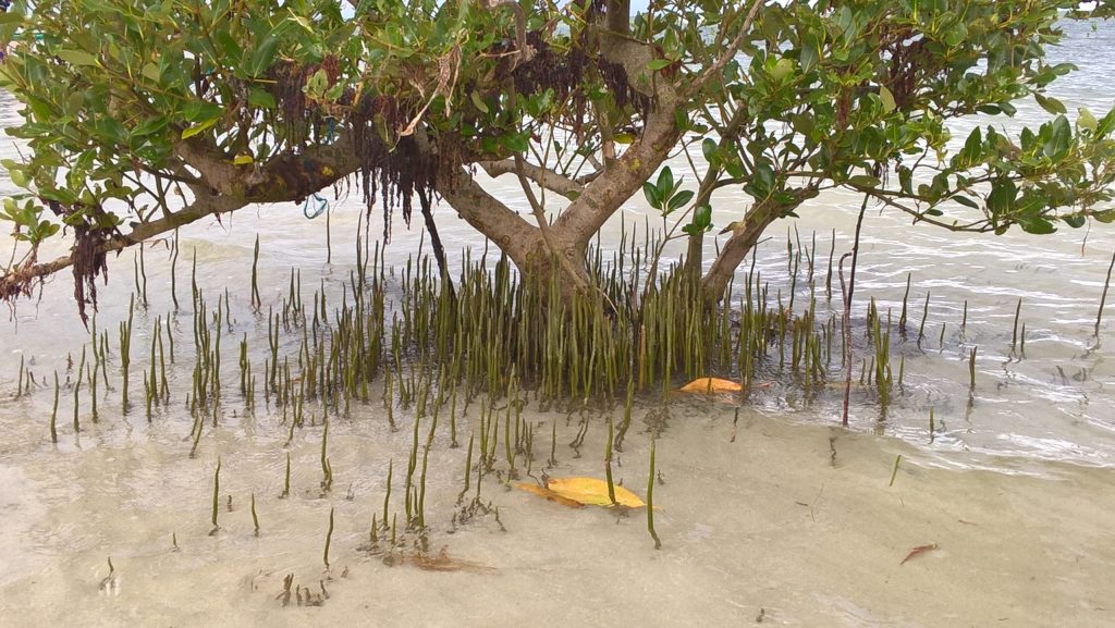Just-sprouting mangroves at the sandbar.