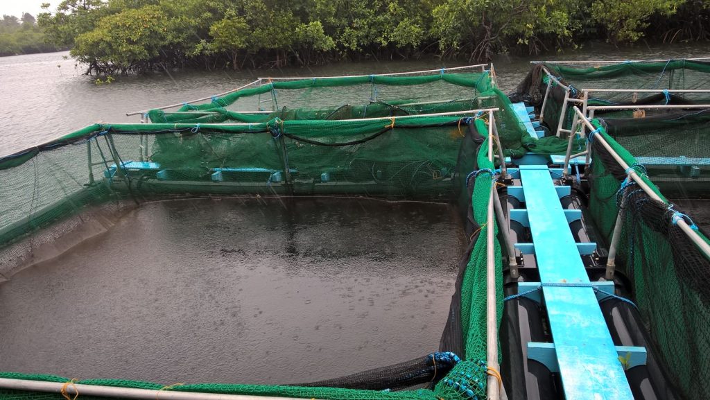 In areas where there's a source of fresh water, "bangus" (milk fish) farming is another popular venture for locals in Cagbalete Island.