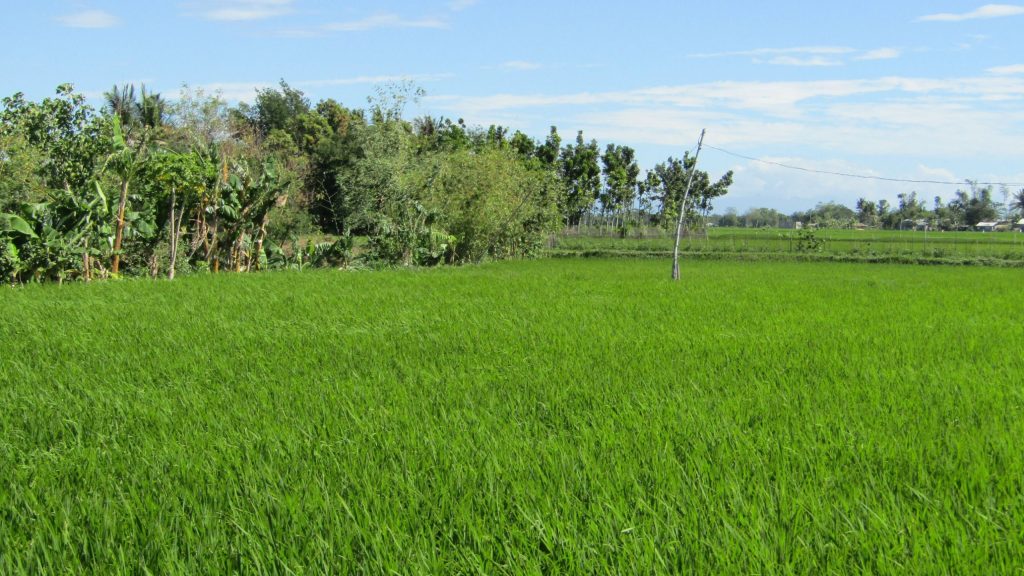 Shimmering green stalks of "palay' (unhusked rice). Shimmering grains of 'palay'