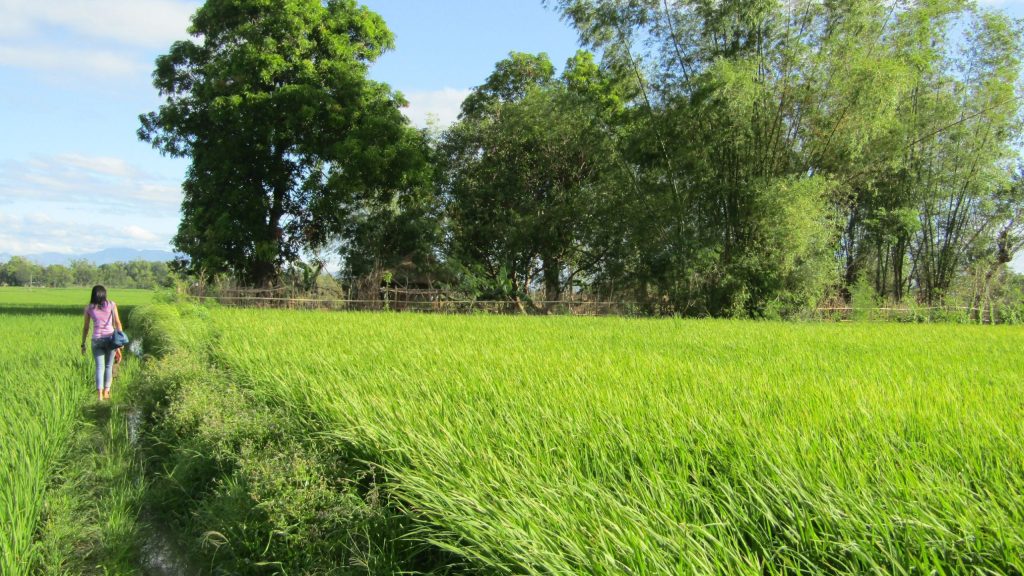 Winnie plodding along the narrow "pilapil" (trench) towards the "gubat" (plot of land with trees and vegetation) amidst the verdant rice fields in Santo Domingo, Nueva Ecija. Winnie plods along the narrow 'pilapil' (foot path) towards the 'gubat' amidst the verdant rice fields in Santo Domingo, Nueva Ecija