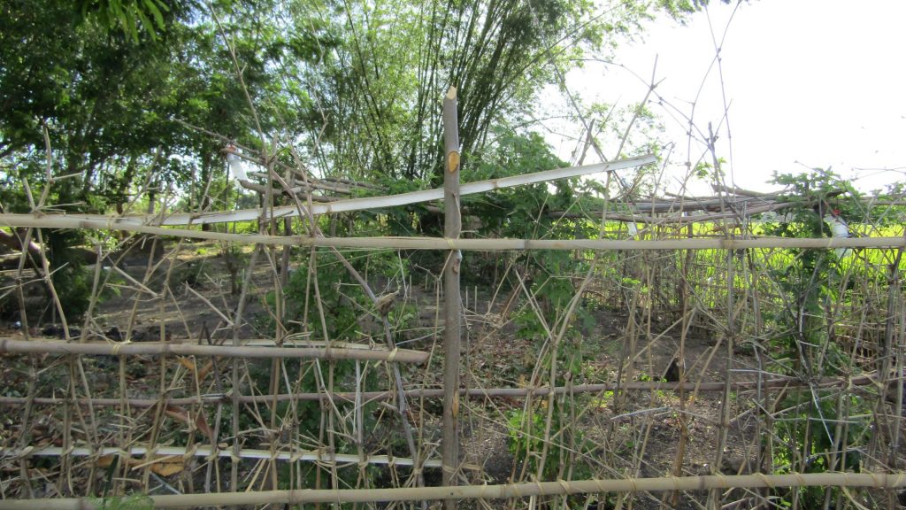 From the outside looking in...bamboo trees are abundant inside the "gubat" (micro forest). From the outside looking in - bamboo trees grow abundantly in the 'gubat'