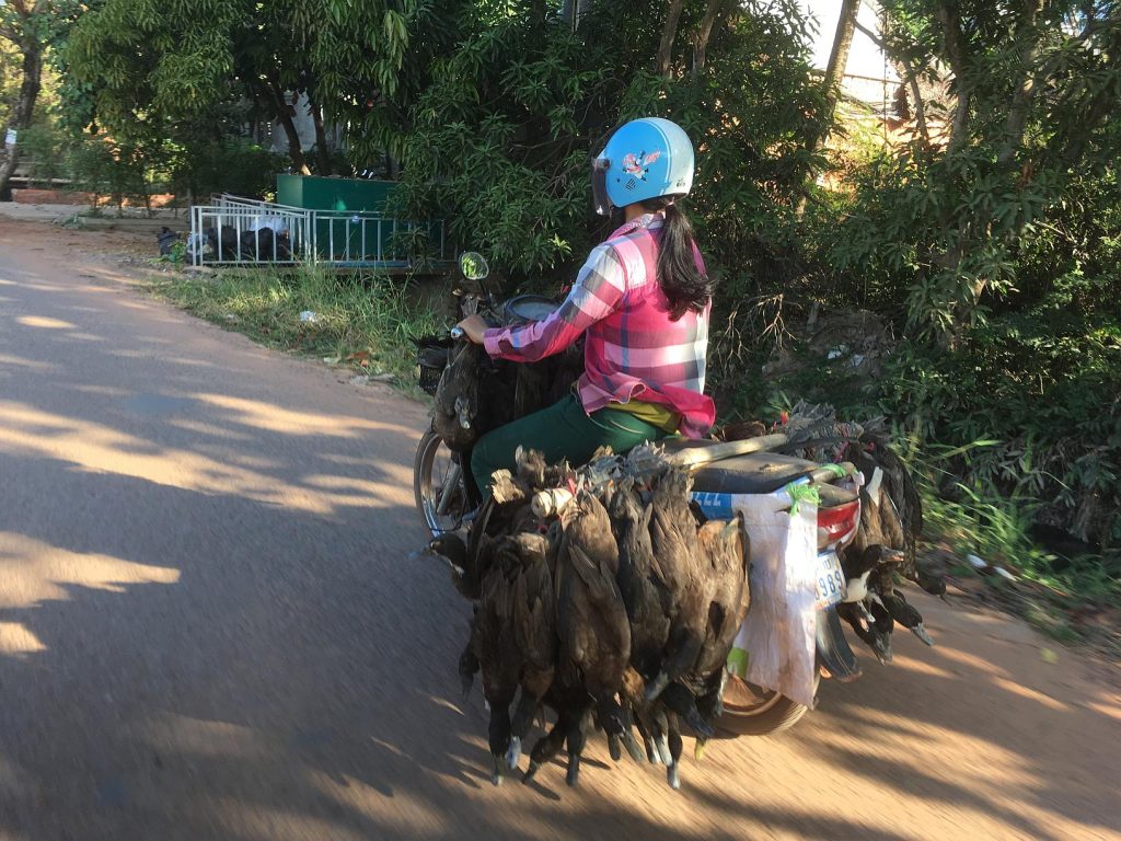These ducks are not enjoying their early morning ride.